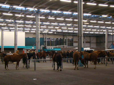 836567 Afbeelding van een paardenmarkt in de veemarkthallen (Sartreweg 1) te Utrecht.